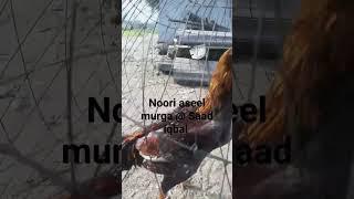 Aseel murga noori aseel murga only#shortsvideo#shows#aseel #shorts#viral#youtube #chicken #aseel #