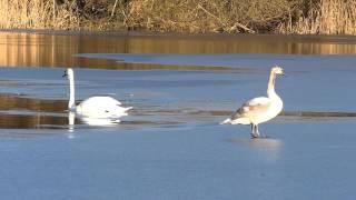 Labuť velká - Cygnus olor