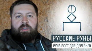 Русские Руны для дома: Руна Роста для деревьев