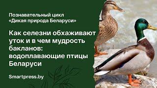 Как селезни обхаживают уток и в чем мудрость бакланов: рассказываем о водоплавающих птицах Беларуси