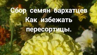 Сбор семян бархатцев. Как не перепуть сорта. Семена бархатцев.