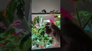 How To Pollinate Indoor Tomato Plants 'Tiny Tim'   #tomato #gardening #garden