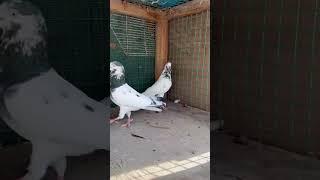 sialkoti kbooter #pigeonlover #kabootar #pigeon #indiankboter