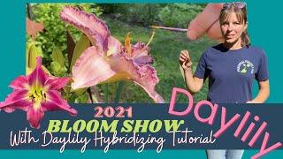 DAYLILY 2021 Bloom Tour and Hybridizing Tutorial // NEW DAYLILY BLOOMS // DAYLILY HYBRIDIZING