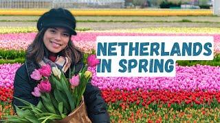 How to Enjoy the Tulips in the Netherlands (Your Ultimate Guide!)