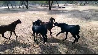 goat vs big goat crossing video II amazing goat crossing video