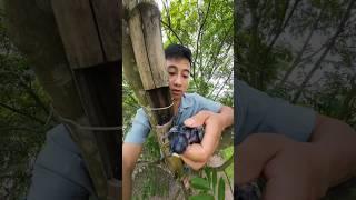 Mình đã tìm thấy chim chích choè như thế nào?