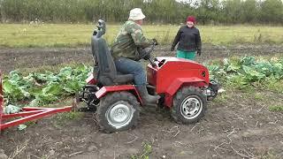 Минитрактор - переломка.Уборка капусты. Minitractor-fracture.Cabbage harvesting