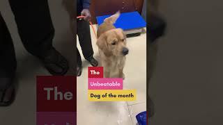 This species is terrible #shortvideo #shorts #minivlog #viralvideo #dog #vlog #dogs #short