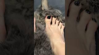 Barefoot ASMR my kitty love this kind of petting#pettingcat #asmr #foot #cute #kawaii