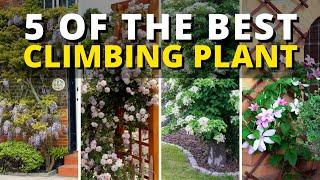 4 of The Best Climbing Plant  - Climbing Plants Ideas 