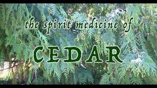 The Spirit Medicine of Cedar