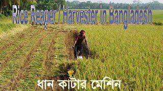 Fully Automatic Machine । ধান কাটার মেশিন । Rice cutting machine.