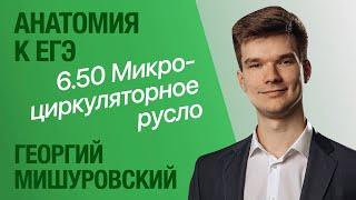 6.50. Микроциркуляторное русло | Анатомия к ЕГЭ | Георгий Мишуровский