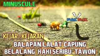 kocak balapan hewan lucu lalat,tawon,belalang,kumbang,dan kaki seribu, ngakak banget || plok plok