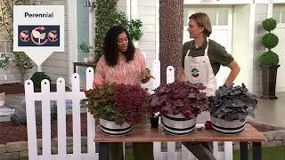 Roberta's 3pc Summer Berry Coral Bells Live Plants on QVC