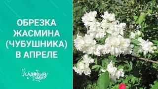 Обрезка жасмина (чубушника) в апреле