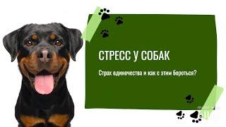 Стресс и страх одиночества у собак