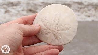 A Sand Dollar's Breakfast is Totally Metal | Deep Look