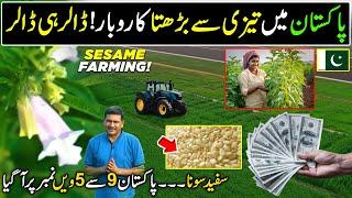 Pakistan's Fastest Growing Billion Dollar Business | Sesame Farming | Kissan Ka Pakistan