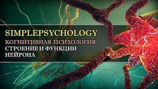 Когнитивная психология #14. Строение и деятельность нервной клетки (нейрона)