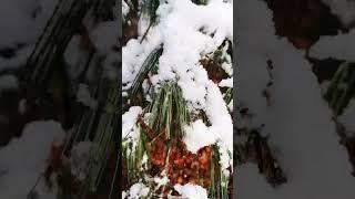 SnowMuchFun2024 #snow #asmr #shorts #viral #trending #youtubeshorts