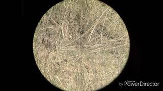 Partridge hunt with pcp air rifle