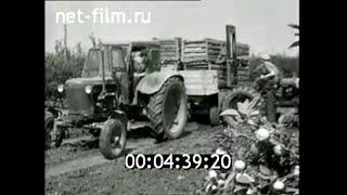 1972г. колхоз Дружба народов. село Петровка Красногвардейский район Крым