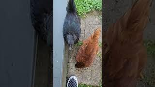 Wolfie's Mom feeding the chics snacks #backyardchickens #chicken