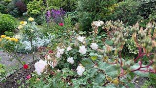 My friend’s Rose Garden in May | She is almost 90! So well maintained by herself. Please take a look