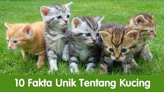 10 Fakta Unik Tentang Kucing