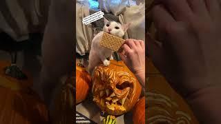 #cats #funnyanimals #indooroutdoorkat
