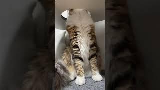 My cat says “Good bye! My people need me!” (Nuka) #shorts