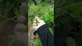 Harvesting spinach shoots 17.06: Enjoy rural life, gardening & nature #rurallife​ #gardeni #nature​