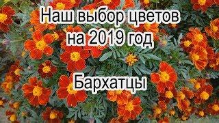 Наш выбор цветов на 2019 год.  Бархатцы.