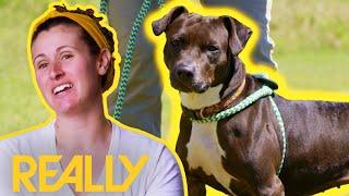 Pit Bull Gets A Chance To Be Adopted After Being Thought To Never Find A Home | Pit Bulls & Parolees