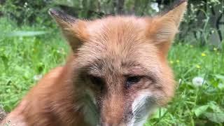 Алиса - лиса. Утренние почесушки для лисы Алисы #лисяо #животные #fox #лиса #милота #animals #лето