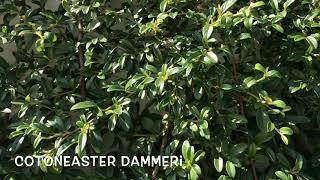 Cotoneaster dammeri - Garden Center online PGARDENS