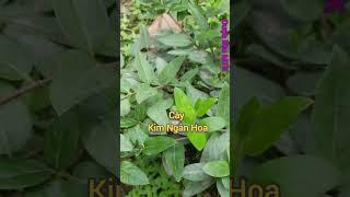 Cây Kim Ngân Hoa trị viêm xoang, mụn nhọt CÂY DƯỢC LIỆU | CÂY THUỐC ĐÔNG Y | Khó khăn thành đơn giản