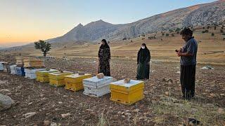 Single Mom's Sweet Dream: Can She Fund 10 Beehives and Start a Beekeeping Business?