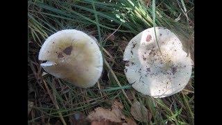 Сравнение бледной поганки и зеленой сыроежки (Amanita phalloides vs Russula aeruginea)