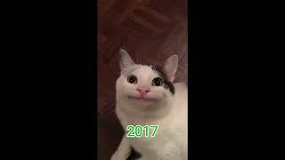 Famous Cat Memes (then vs now)