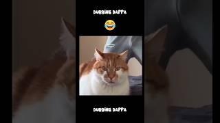 Incoming Danger  #funny #cat #shorts #dog #shortsfeed #animals #dubbingdappa #catvideos #dogshorts