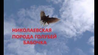 НИКОЛАЕВСКИЕ ГОЛУБИ БАБОЧКА /pigeons/ В ГОСТЯХ У ВОВЫ КЕРЧЕНСКОГО. +7(978) 820 81 45