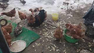 Мои птицы