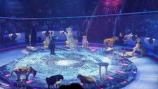 RUSSIA MOSCOW circus show with dangerous wild animals like tiger, lion and cheetah 4K HD PART2