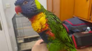 You want to buy a Rainbow Lorikeet?