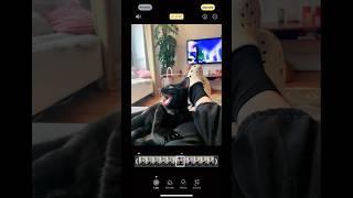 #catsofyoutube #cats #serjtankian
