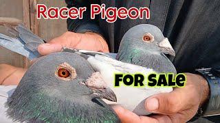 Breeder Pair For Sale - Top Performer Racer Pigeon For Sale | Racer Kabootar For Sale