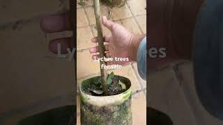 Lychee fruit trees for sale from Chinese nursery email1564327435@qq.com